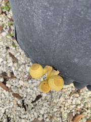 Leucocoprinus birnbaumii image