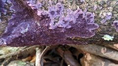 Phlebiopsis crassa