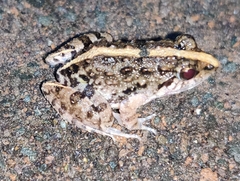 Fejervarya limnocharis