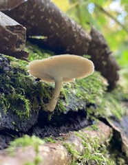 Lentinus brumalis