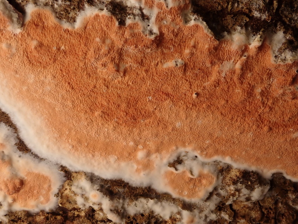 Yew Crust