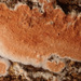 Meruliopsis taxicola - Photo (c) Иван Матершев,  זכויות יוצרים חלקיות (CC BY-NC), הועלה על ידי Иван Матершев