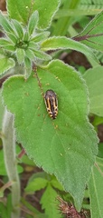 Acmaeodera scalaris