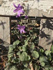 Campanula rapunculoides