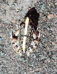 Fejervarya limnocharis