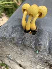 Leucocoprinus birnbaumii