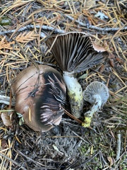 Gomphidius oregonensis