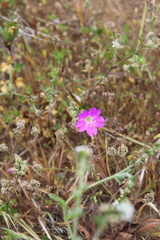 Mirabilis cordifolia