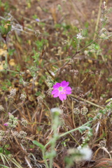 Mirabilis cordifolia