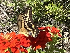 Heraclides cresphontes