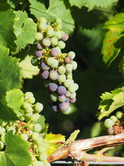 Vitis vinifera