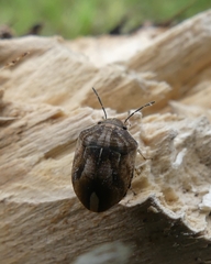 Homaemus aeneifrons