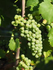 Vitis vinifera