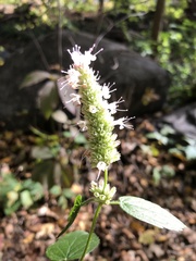 Agastache scrophulariifolia
