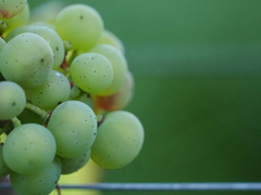 Vitis vinifera