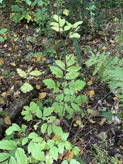 Actaea racemosa