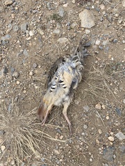 Alectoris chukar