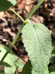 Agastache scrophulariifolia