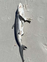 Carcharhinus limbatus