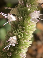Agastache scrophulariifolia