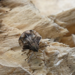 Homaemus aeneifrons