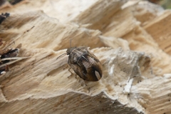 Homaemus aeneifrons