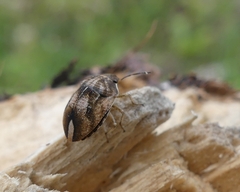 Homaemus aeneifrons
