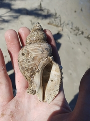 Stramonita canaliculata