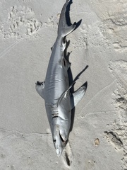 Carcharhinus limbatus