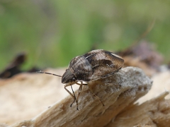 Homaemus aeneifrons