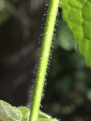 Agastache scrophulariifolia