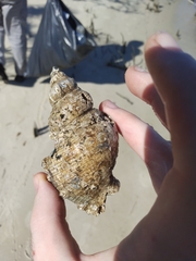 Stramonita canaliculata