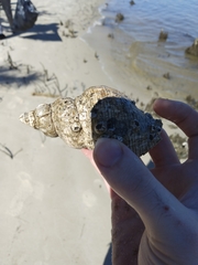Stramonita canaliculata