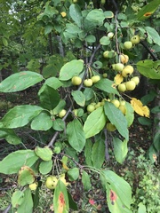 Malus coronaria