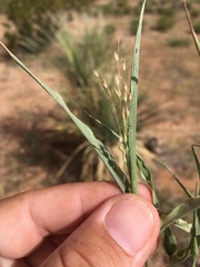 Panicum hirticaule