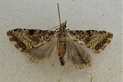 Glaucocharis parorma