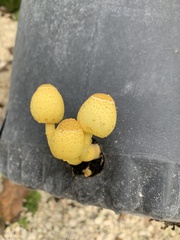 Leucocoprinus birnbaumii image