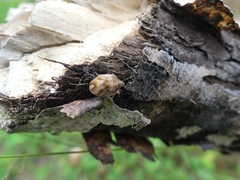 Homaemus aeneifrons