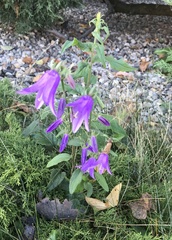 Campanula rapunculoides