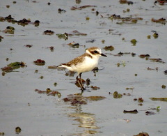 Charadrius alexandrinus