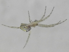 Cyrtophora cicatrosa