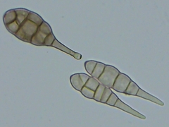 Alternaria
