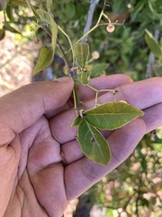 Euonymus