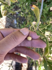 Euonymus