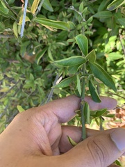 Euonymus
