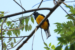 Trogon melanocephalus