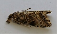 Glaucocharis parorma