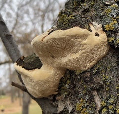 Phellinus tremulae