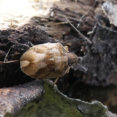 Homaemus aeneifrons