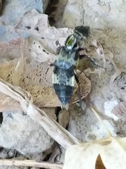 Creophilus maxillosus